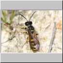 Cerceris arenaria - Sandknotenwespe m08b 11mm - Teverener Heide.jpg